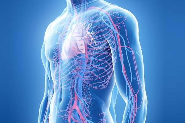 3d渲染医学上准确的人体心脏和血管系统的插图